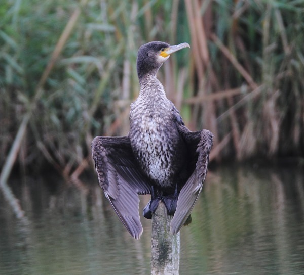 Cormorant - Norfolk, Autumn 2011