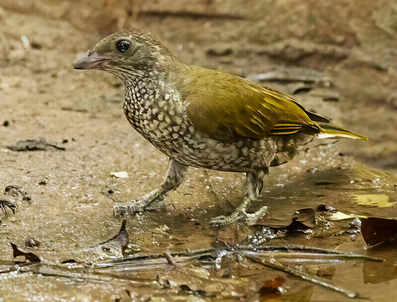 Spotted Honeyguide - The Gambia Nov/Dec 2023