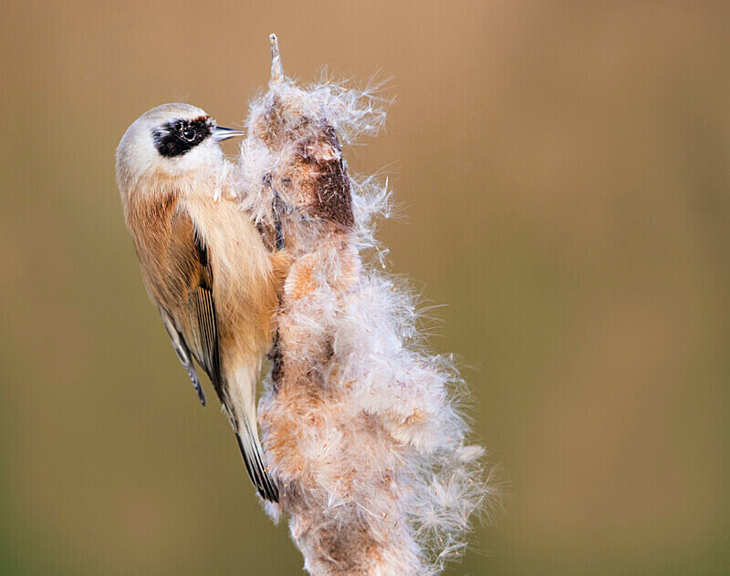 Male Penduline Tit - Crests & Tits