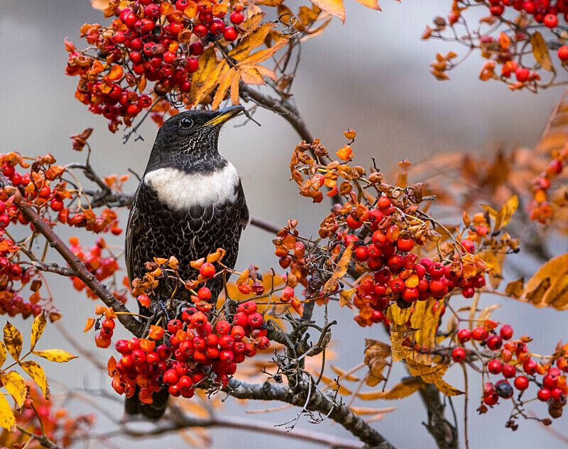Ring Ouzel - Ring Ouzels