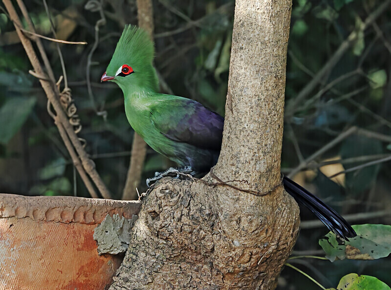 Green Turaco - The Gambia Januarry 2026