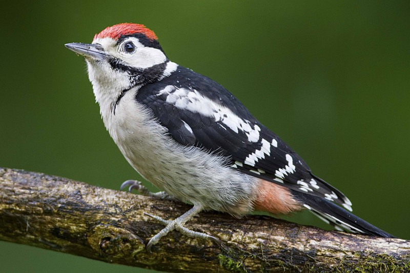 Juv Great Spotted Woodpecker - Woodpeckers & Wrynecks