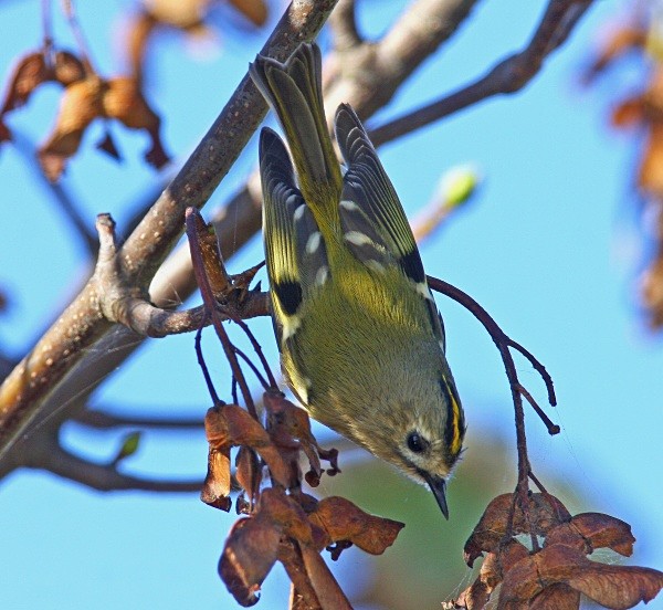 Goldcrest - Crests & Tits