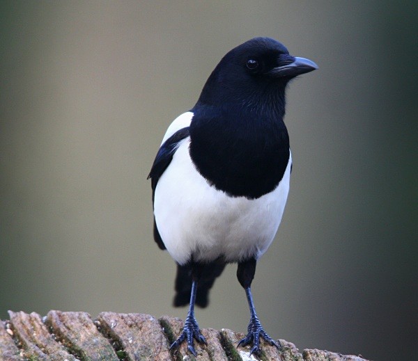 Magpie - Owls, Raptors, Corvids & Doves