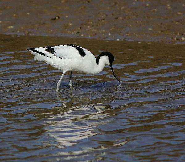 Avocet - Waders and Plovers