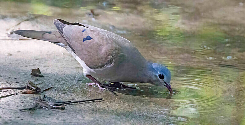 Blue Spotted Wood Dove - The Gambia Nov/Dec 2023