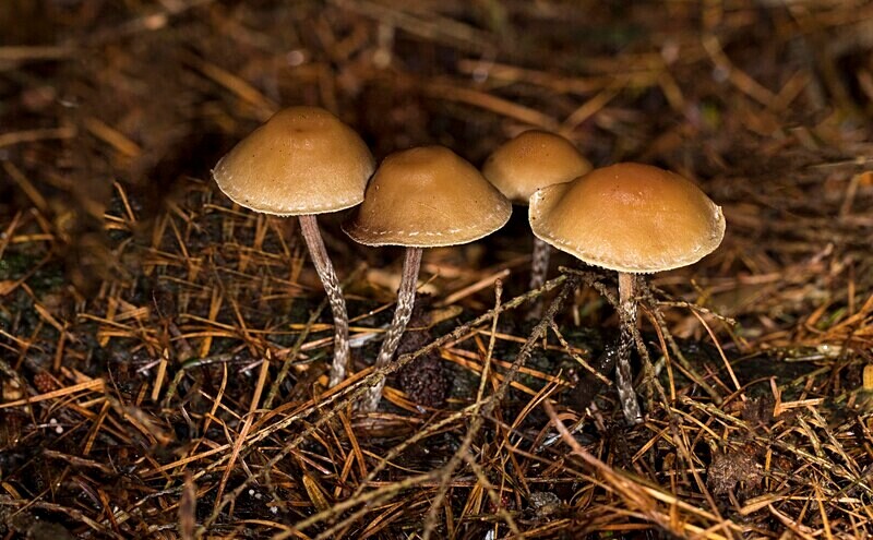 Snakeskin Browny - Caps