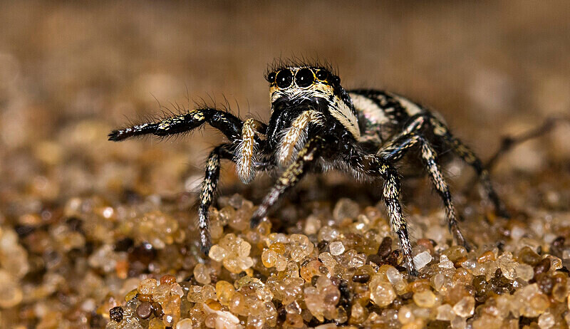 Zebra Spider - Female - Images from the small world.