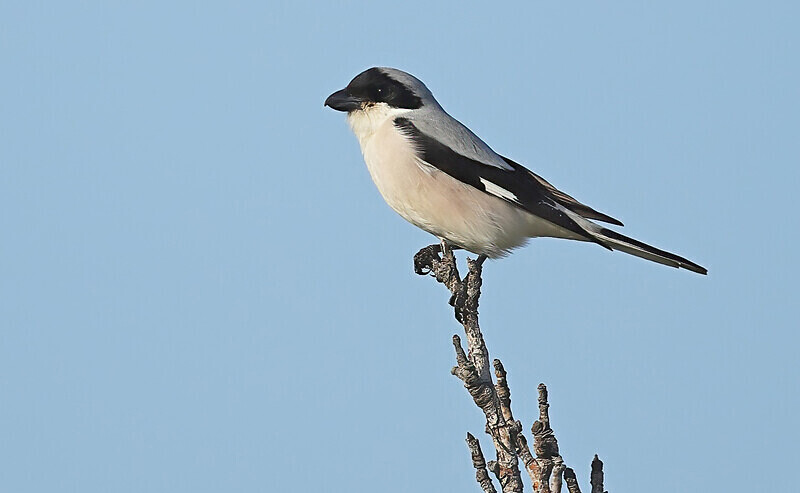 Lesser Grey Shrike - Lesvos 2025