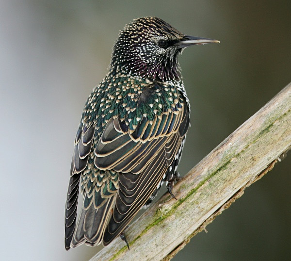 Starling - Chats, Sparrows & Starlings