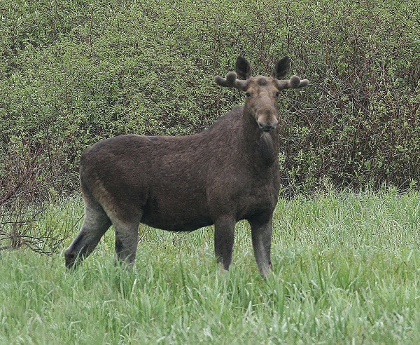 Elk (Poland) - From around the world