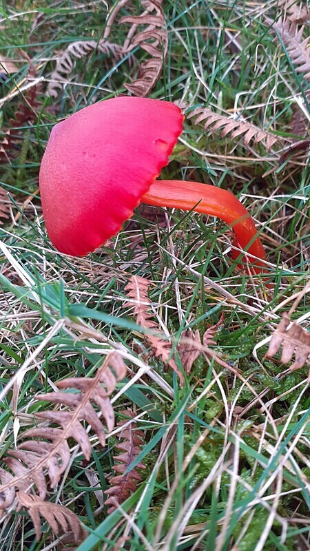 Scarlet Waxcap - Waxcaps