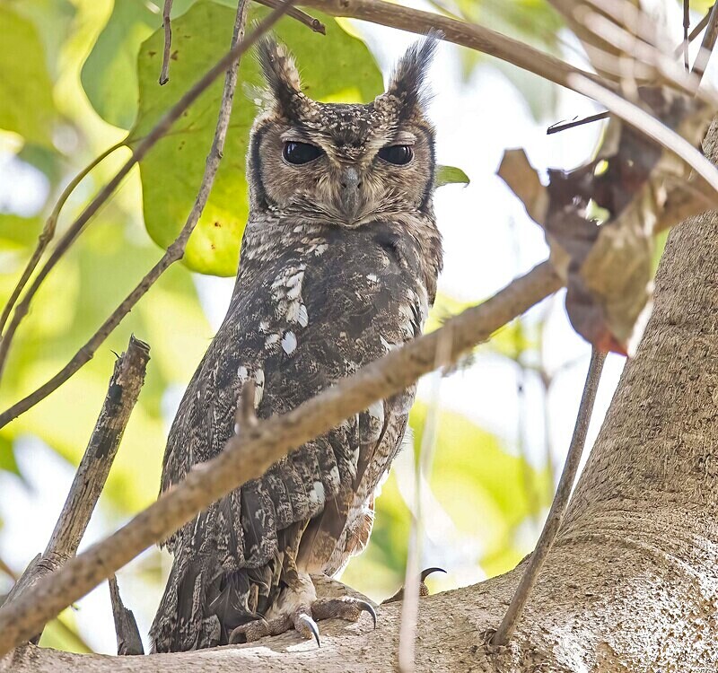 African Scops Owl - The Gambia Nov/Dec 2023