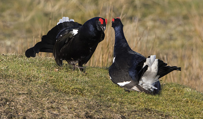 Black Grouse - Black Grouse