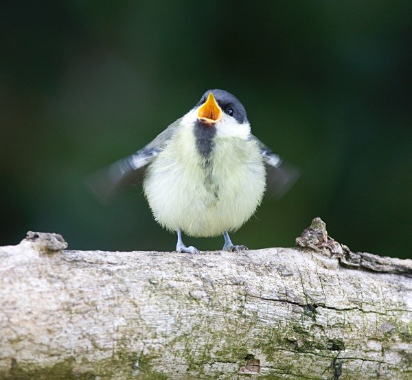 Great Tit - Juvenile Birds