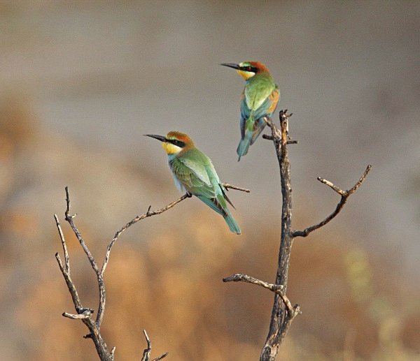 European Bee Eaters - Cyprus Birds
