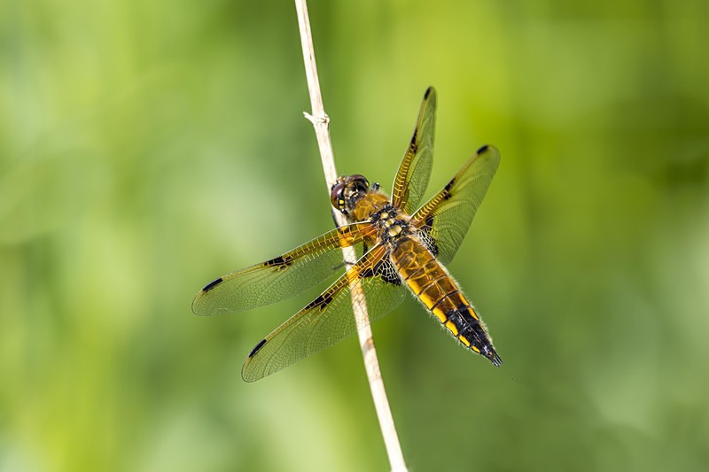 Four Spotted Chaser - Dragonflies and Damselflies