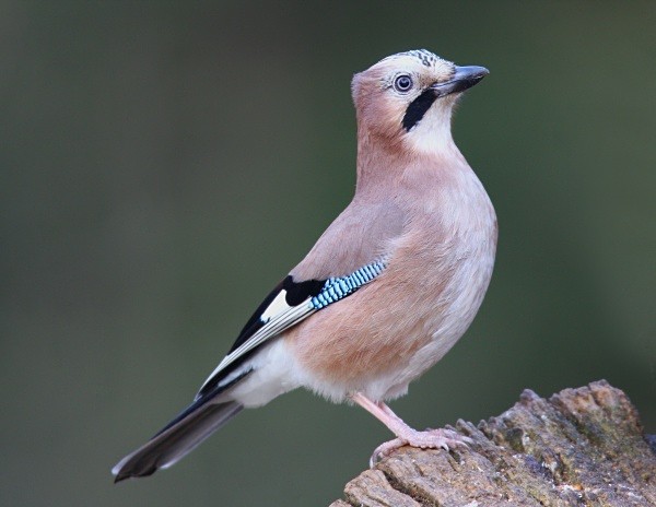 Jay - Middlewood Nature Reserve