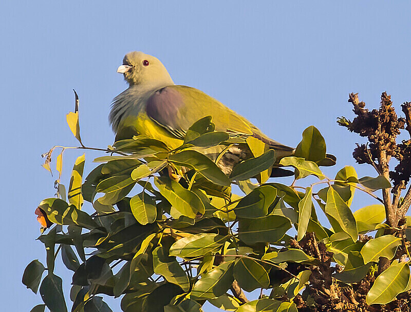 African Green Pigeon - The Gambia Nov/Dec 2023