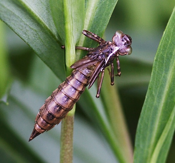 Common Hawker - Dragonflies and Damselflies