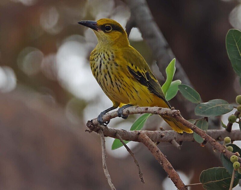 African Golden Oriole (Fem) - The Gambia Januarry 2026