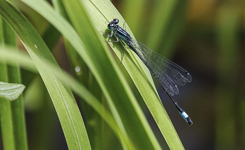 Blue Tailed Damselfly - Dragonflies and Damselflies
