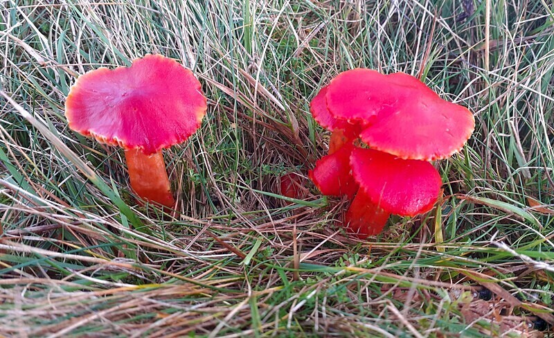 Scarlet Waxcaps - Waxcaps