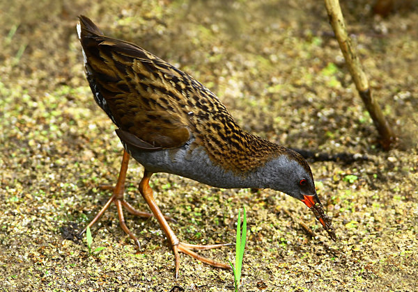 Water Rail feeding - Herons, Egrets, Rails & Divers
