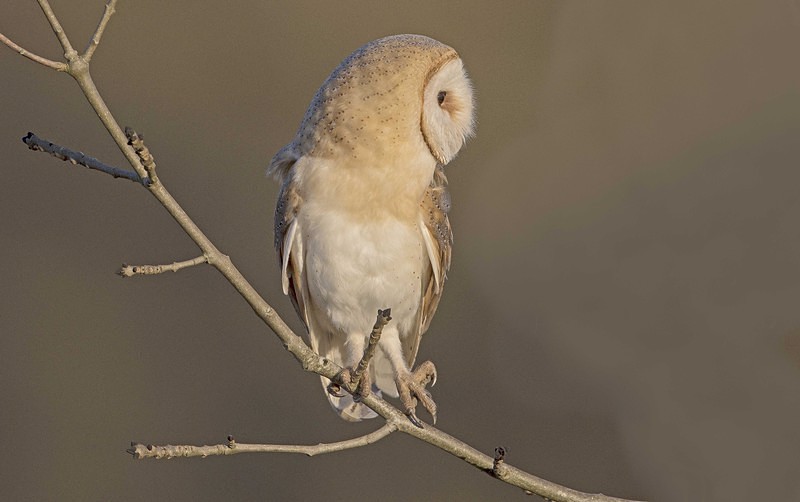 Barn Owl - Owls, Raptors, Corvids & Doves