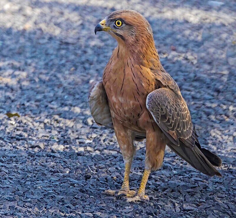 Grasshopper Buzzard - The Gambia Nov/Dec 2023