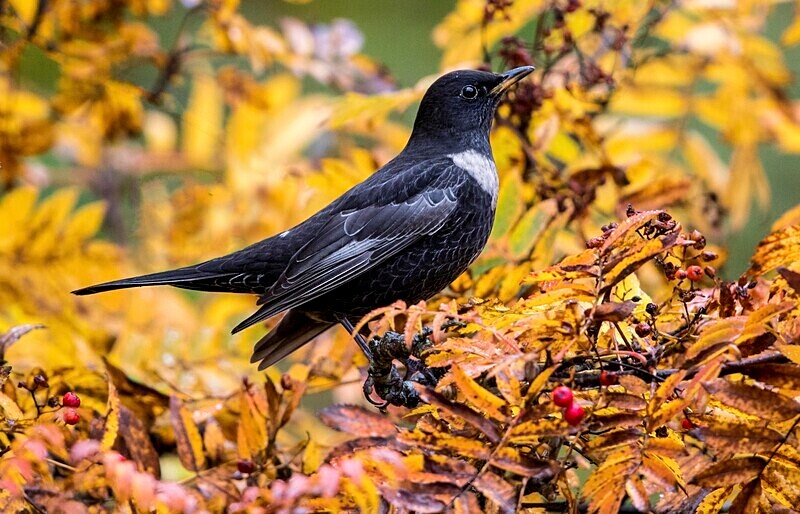 Male Ring Ouzel. - Ring Ouzels