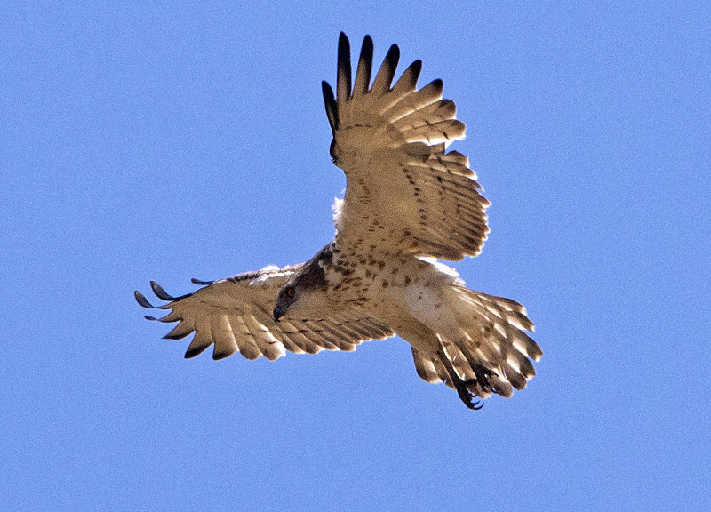 Short Toed Eagle. - Lesvos, Spring 2017