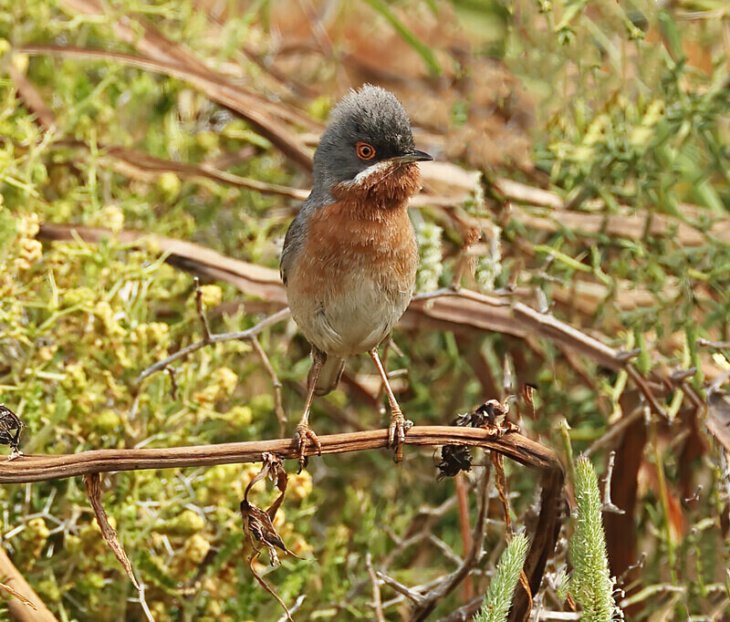 Sub-Alpine Warbler - Lesvos 2025