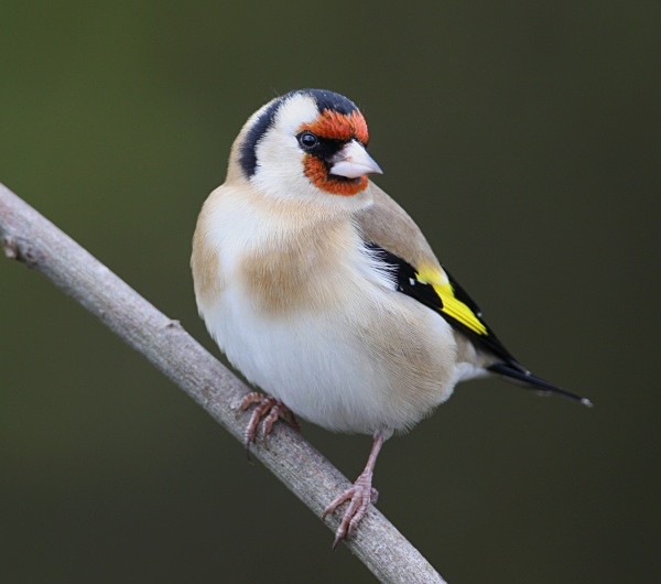 Goldfinch - Finches