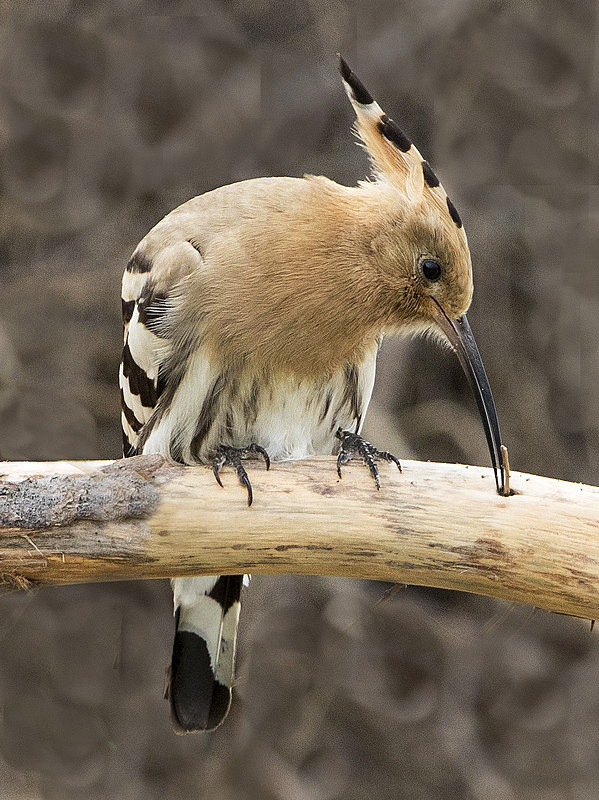 Hoopoe - Norfolk Autumn 2016