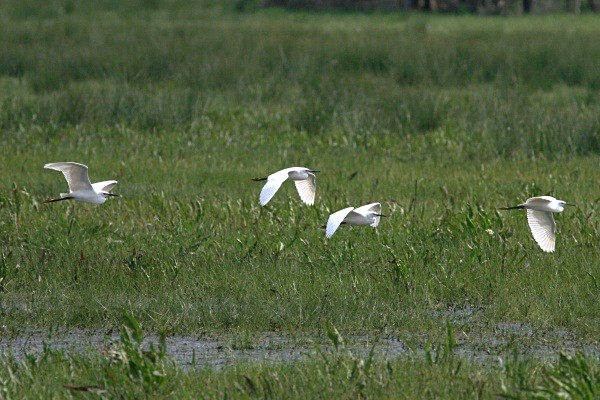 Little  Egrets - Herons, Egrets, Rails & Divers