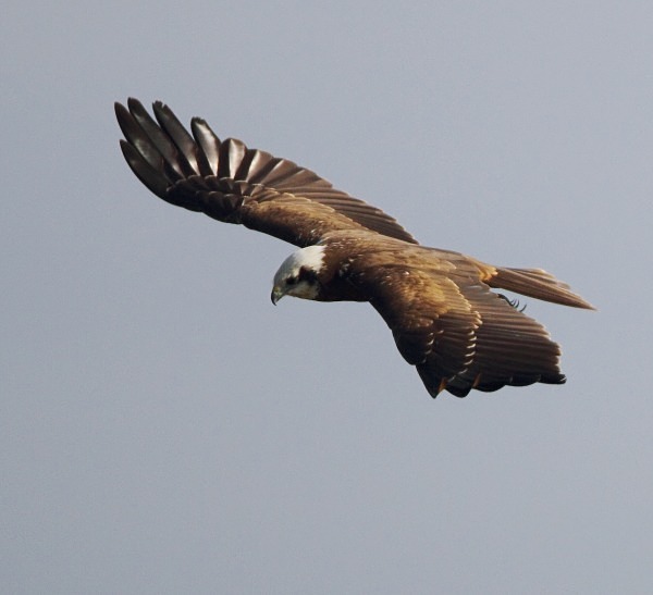 Marsh Harrier - Norfolk, Spring 2012