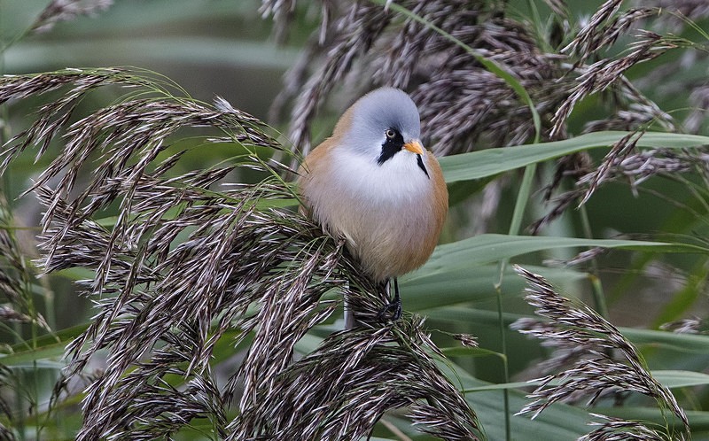 Bearded Tit, Male - Norfolk Autumn 2016