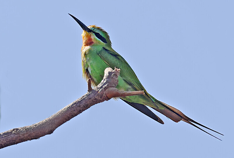 Blue Cheeked Bee Eater - The Gambia Januarry 2026