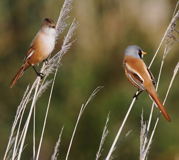 Bearded Tit pair - Norfolk, Autumn 2011