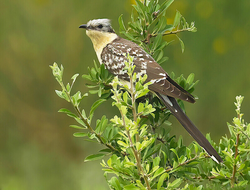 Great Spotted Cuckoo - Lesvos 2025