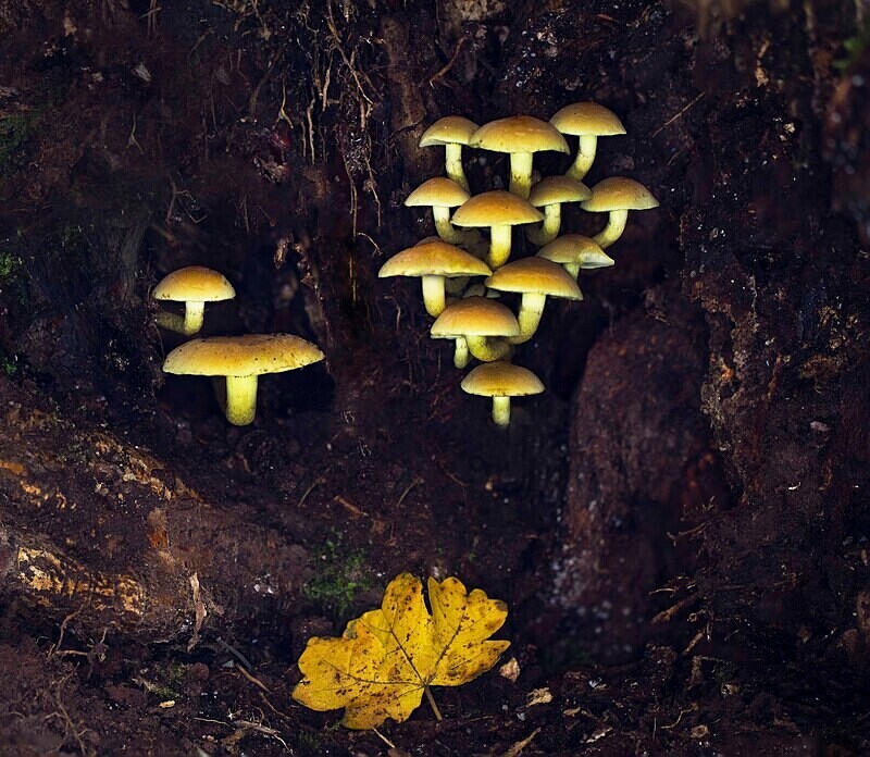 Sulphur Tuft - Caps