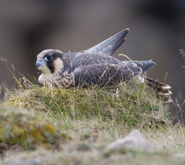 Juvenile Peregrine Falcon - Owls, Raptors, Corvids & Doves