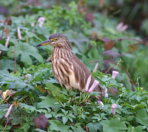 Indian Pond Heron - Indian Birds