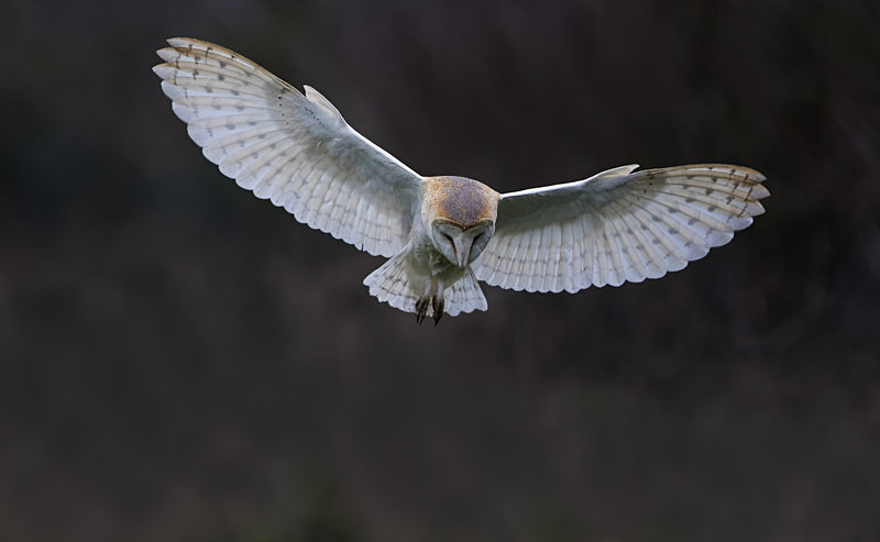 Barn Owl - Norfolk Winter 2016