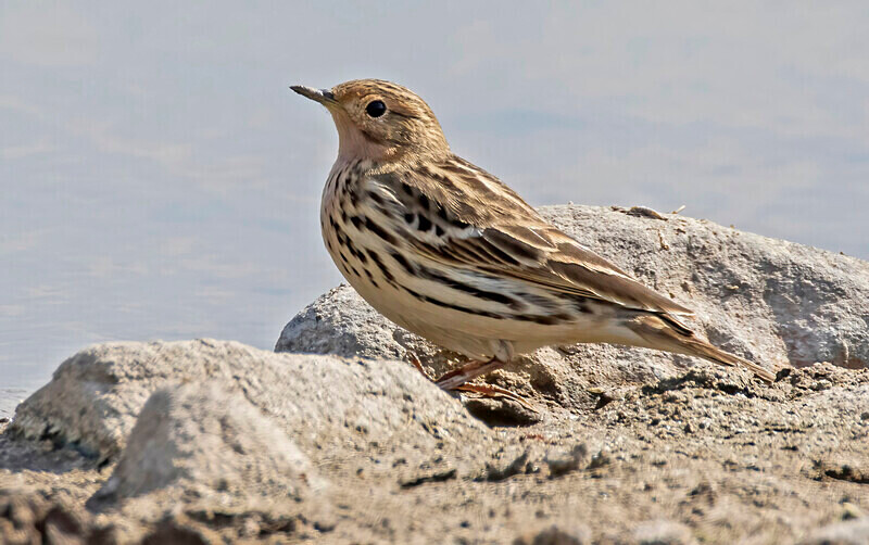 Red Throated Pipit. - Lesvos April/May 2023