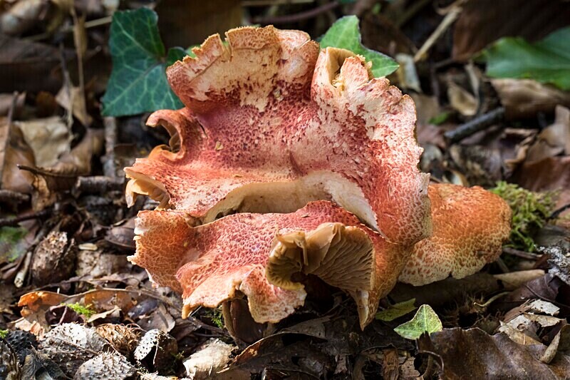 Dappled Webcap - Caps