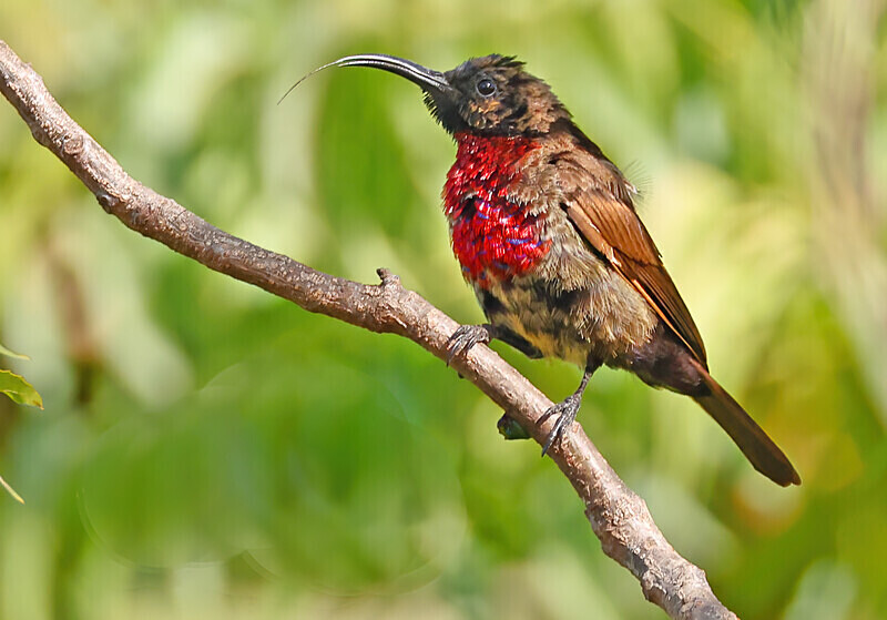 Scarlet Chested Sunbird - The Gambia Januarry 2026