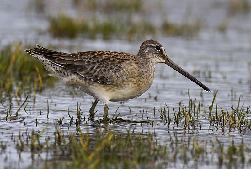 Long Billed Dowitcher - Long Billed Dowitcher