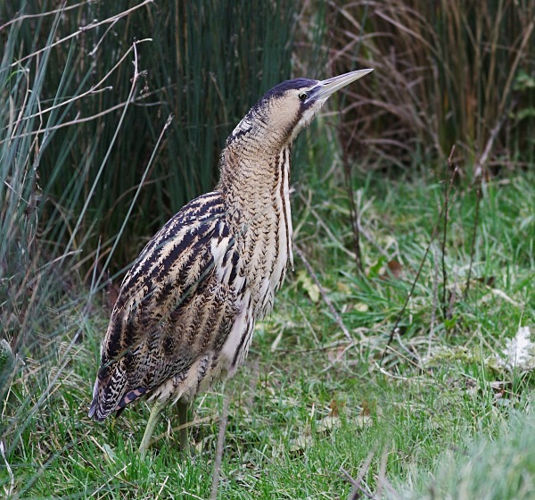 Bittern - Herons, Egrets, Rails & Divers